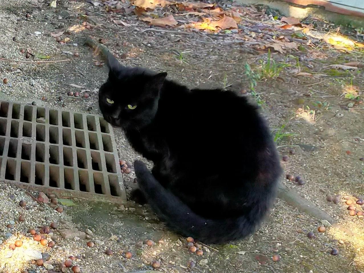 目撃された猫 目撃された猫