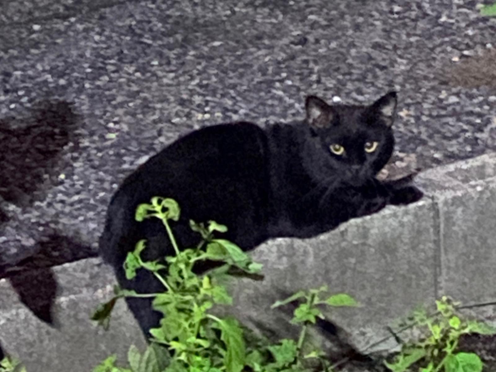 目撃された猫 目撃された猫