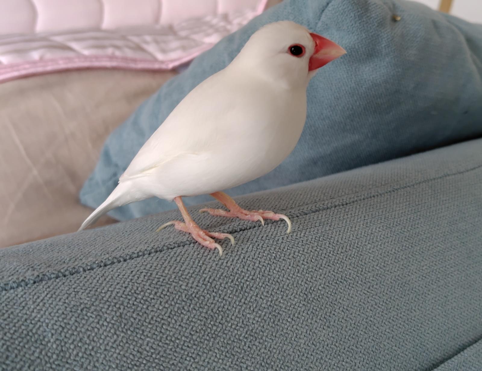 白の白文鳥