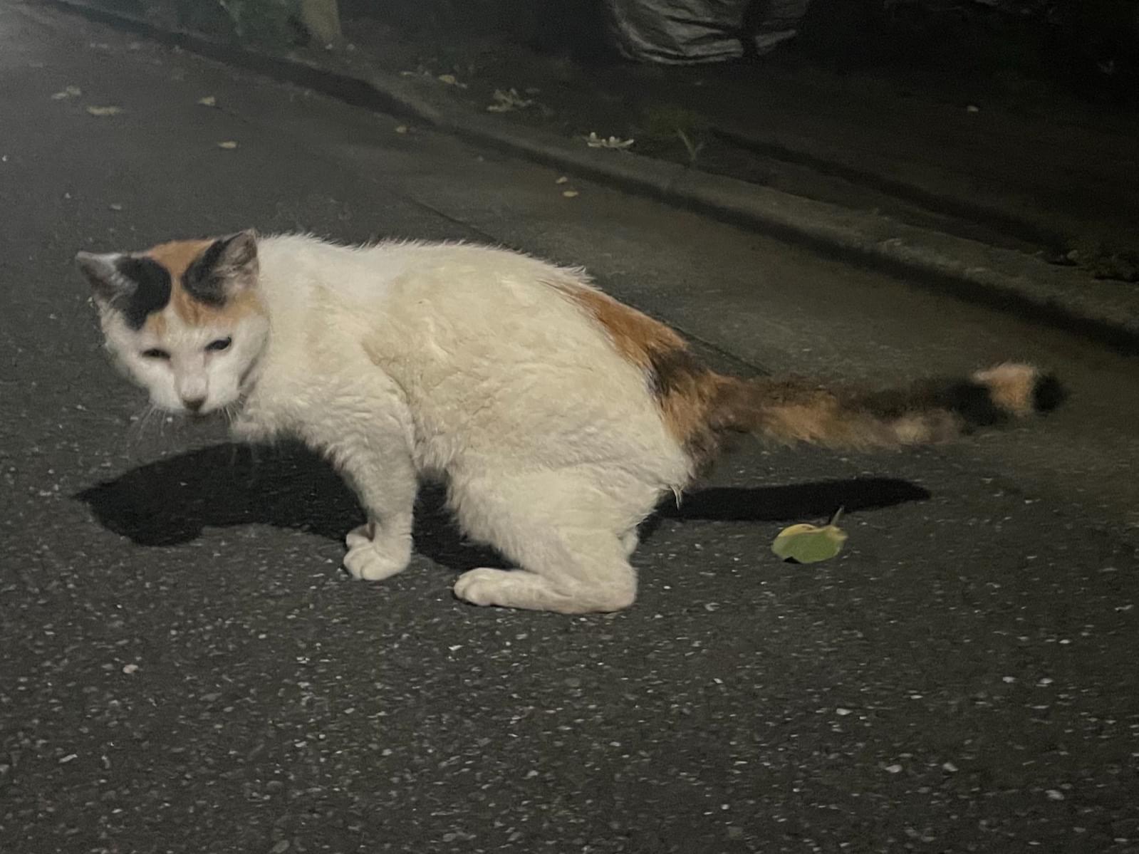 目撃された猫 目撃された猫