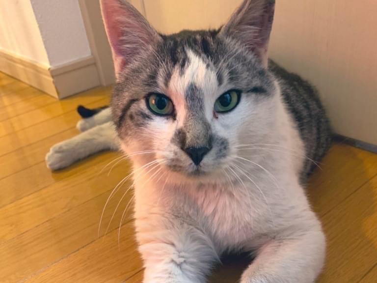 保護された猫 保護された猫