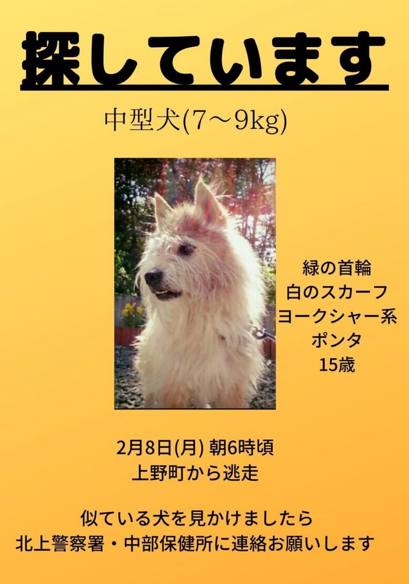 緑の首輪のヨークシャーテリア犬を探しています