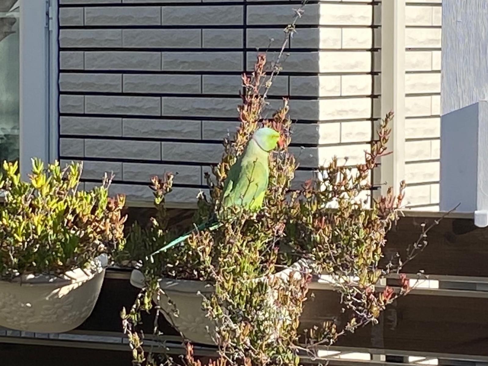 目撃された鳥 目撃された鳥