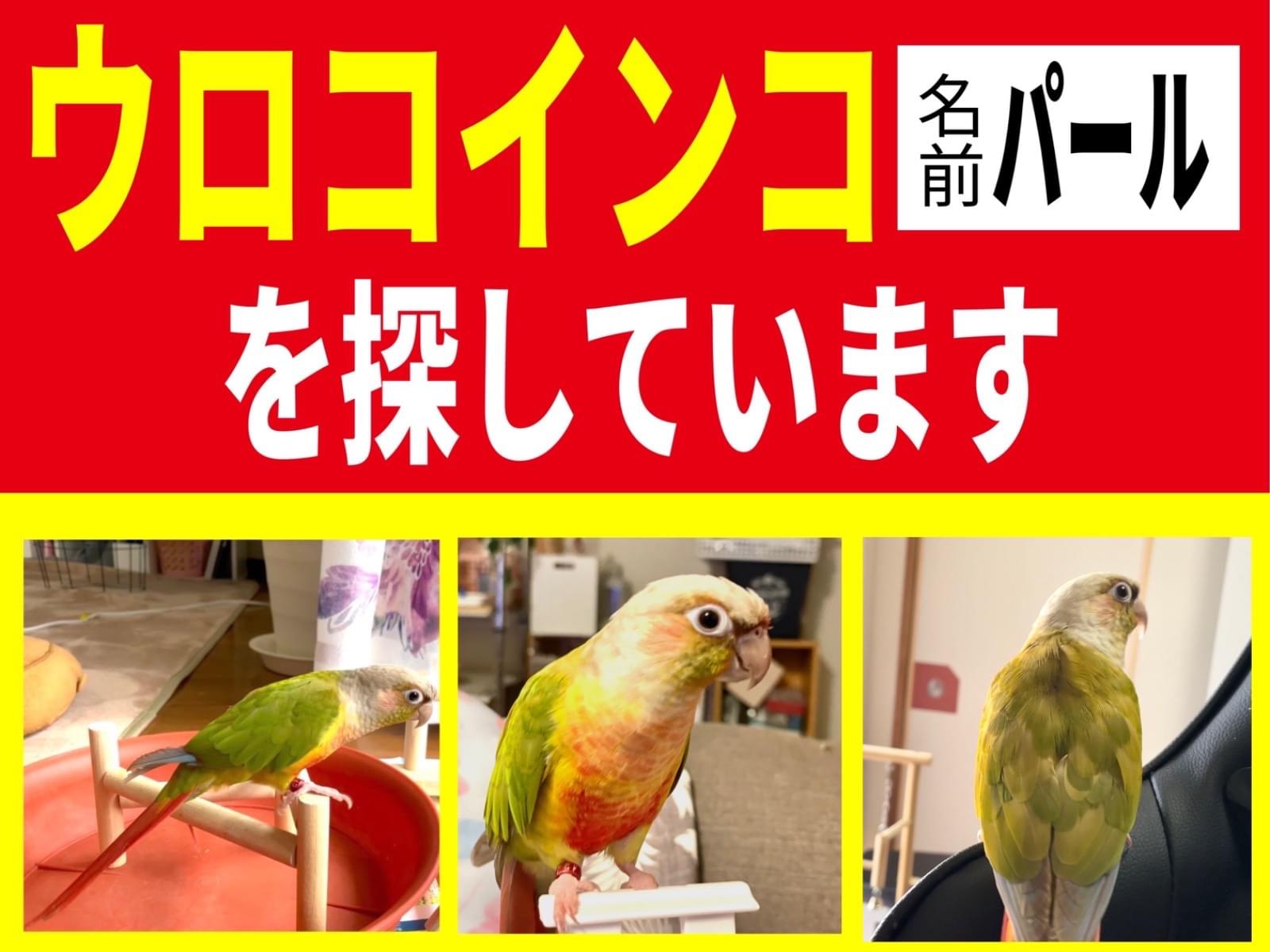 パールちゃん パールちゃん