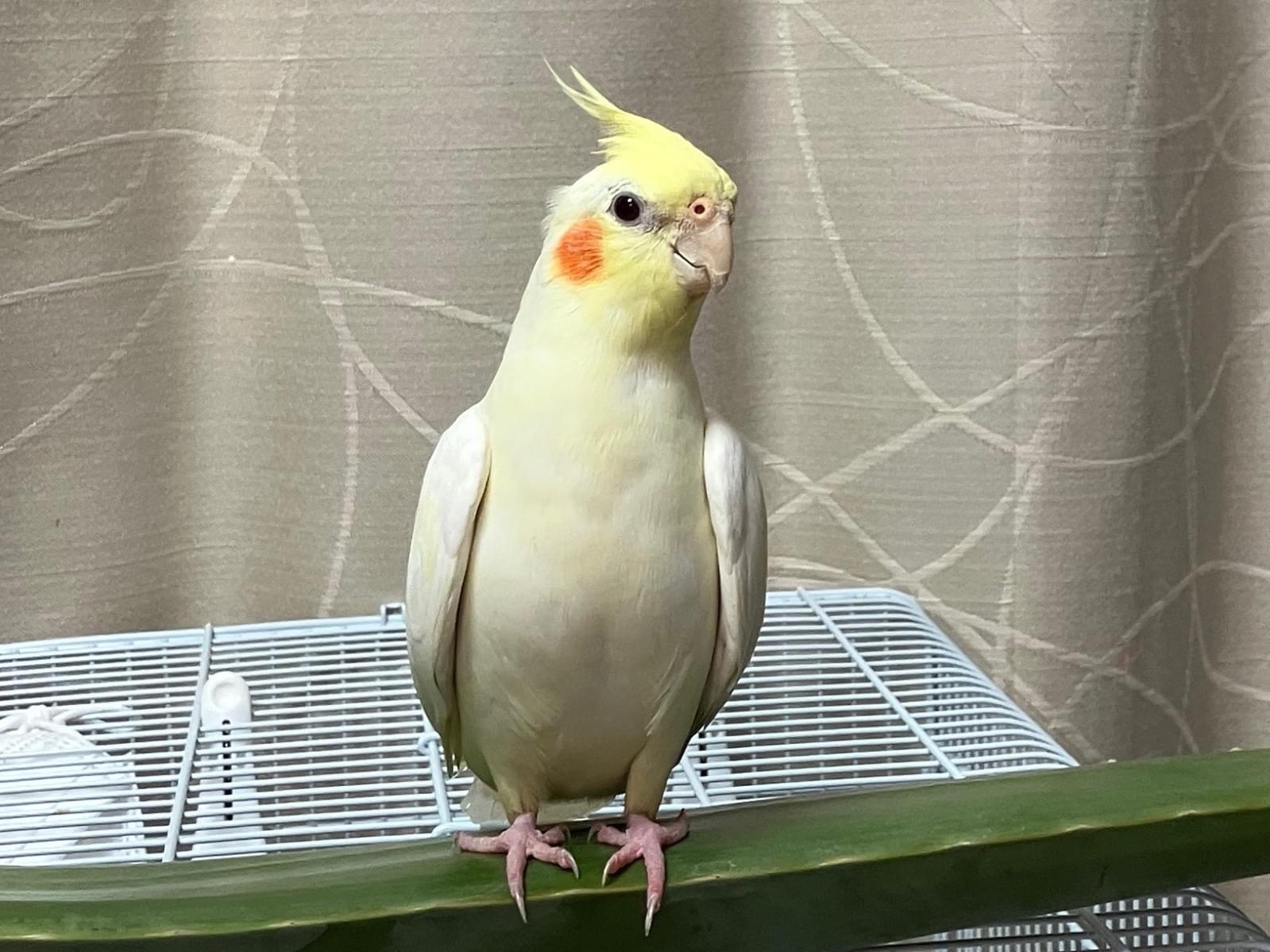 おかまるちゃん