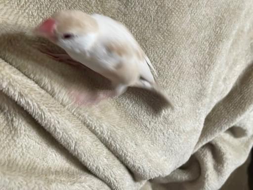 文鳥ちゃん 文鳥ちゃん