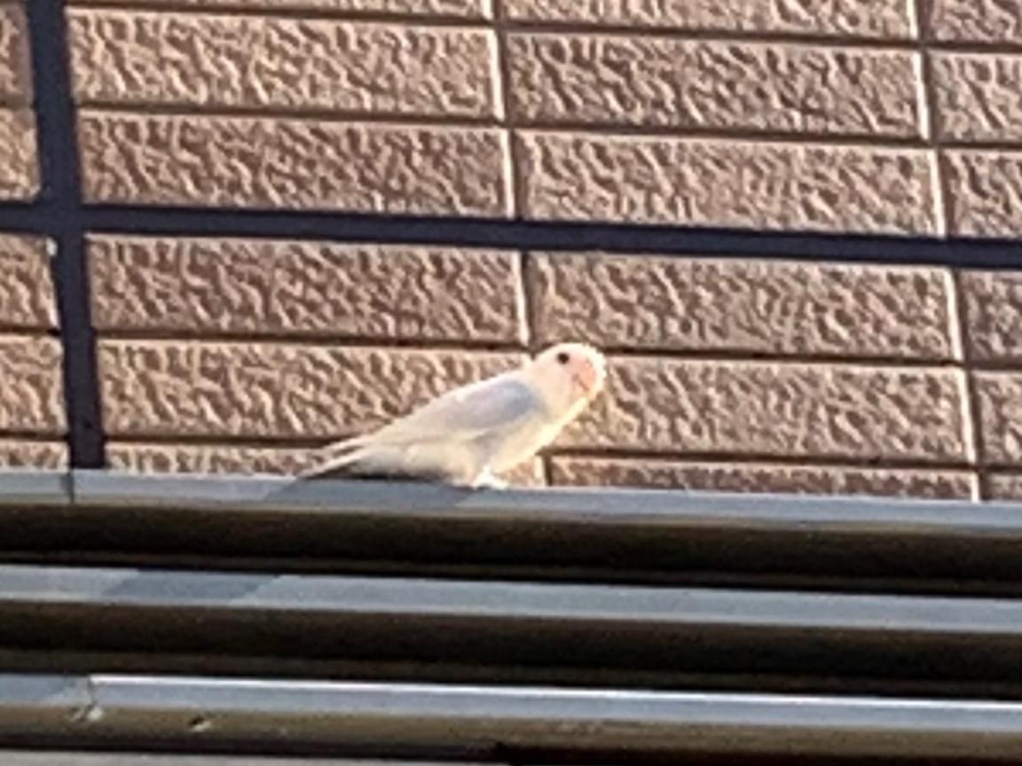 目撃された鳥 目撃された鳥