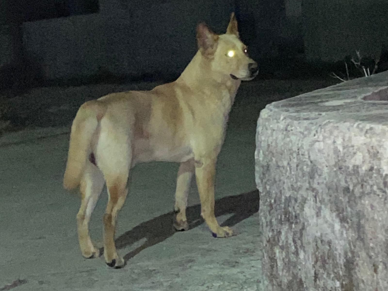 目撃された犬 目撃された犬
