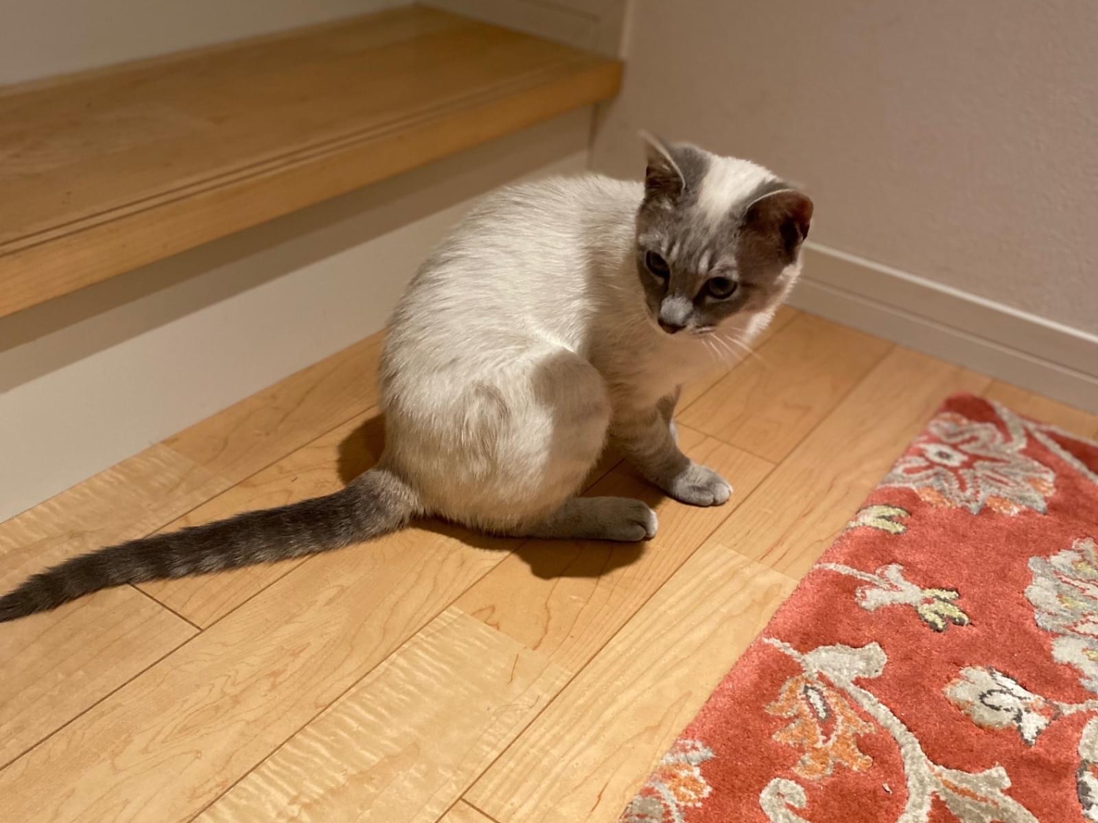 保護された猫 保護された猫