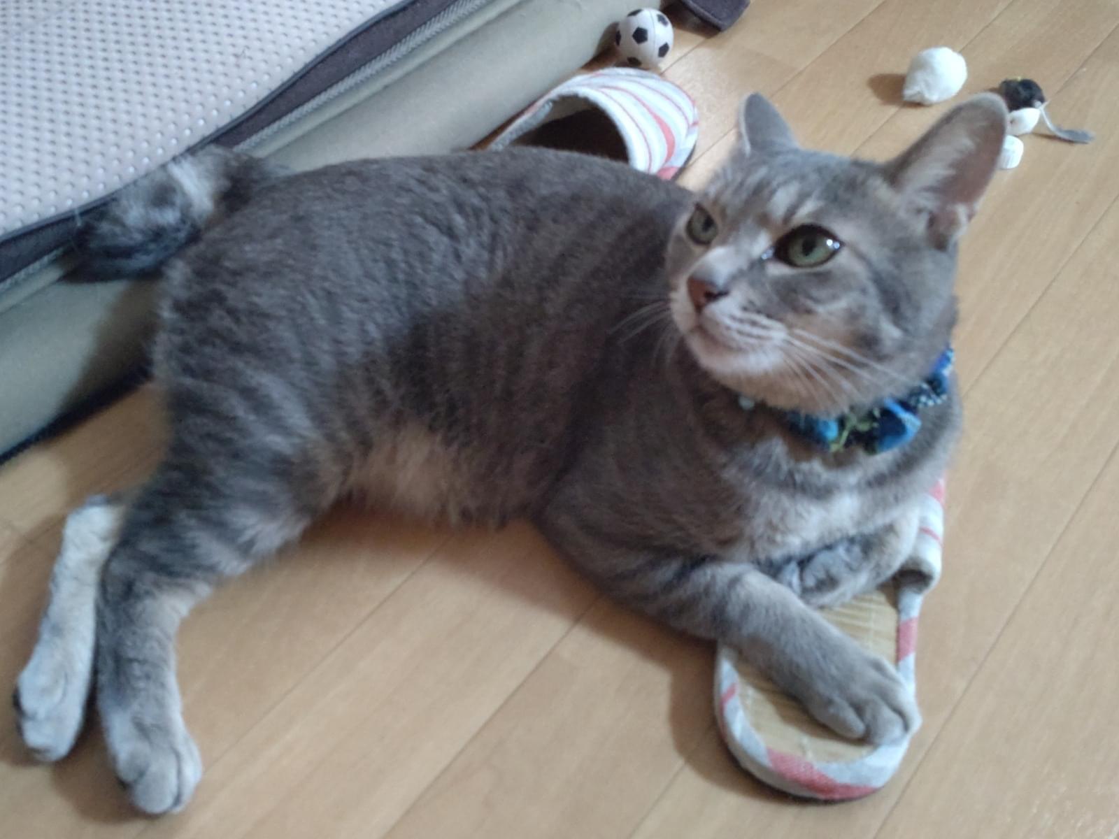 ルークちゃん ルークちゃん