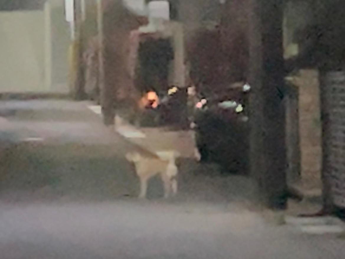 目撃された犬 目撃された犬