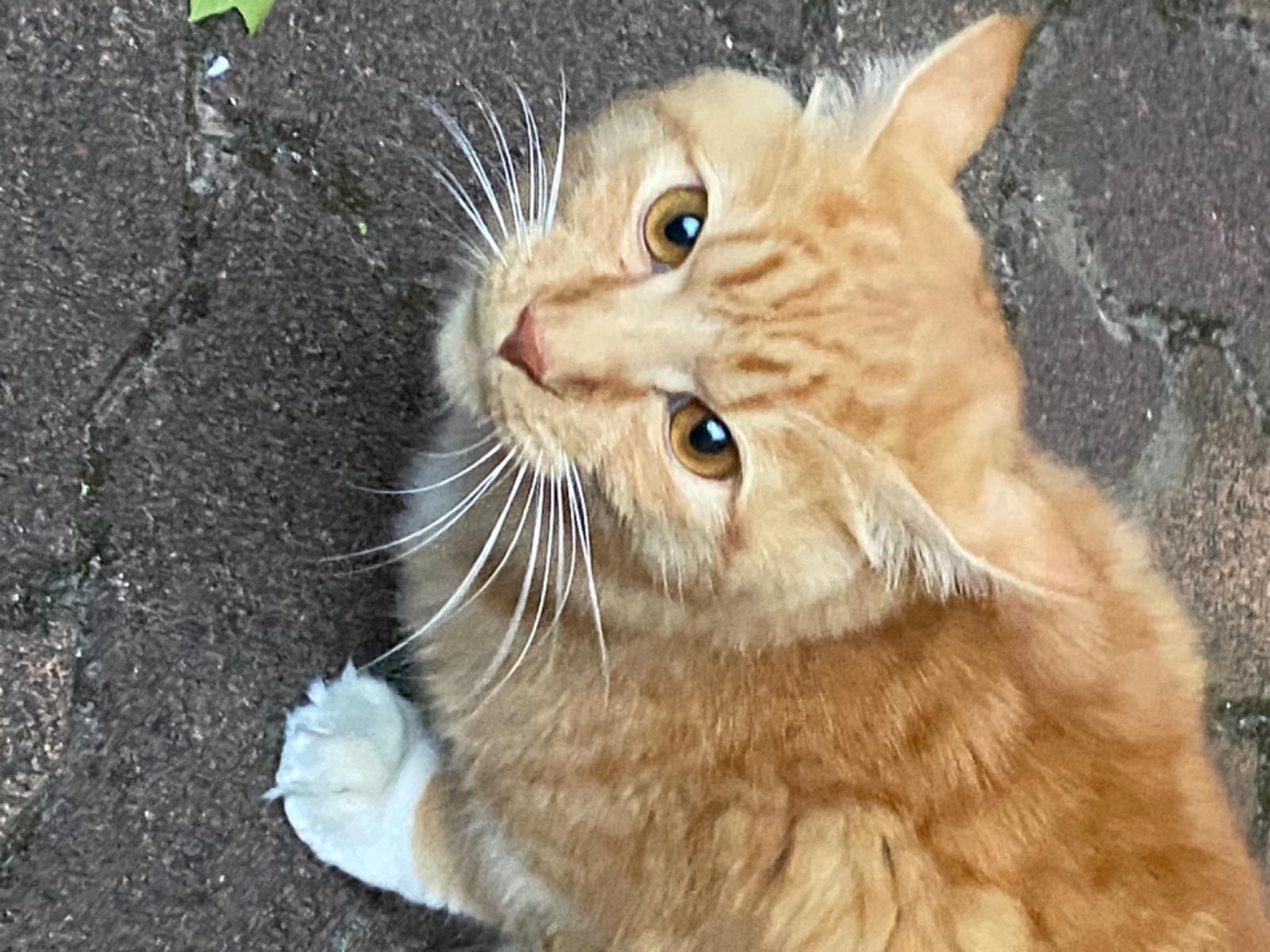 目撃された猫 目撃された猫