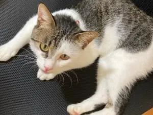 顔の半分が焦げ茶トラ柄の猫を探しています。人懐こい子です。