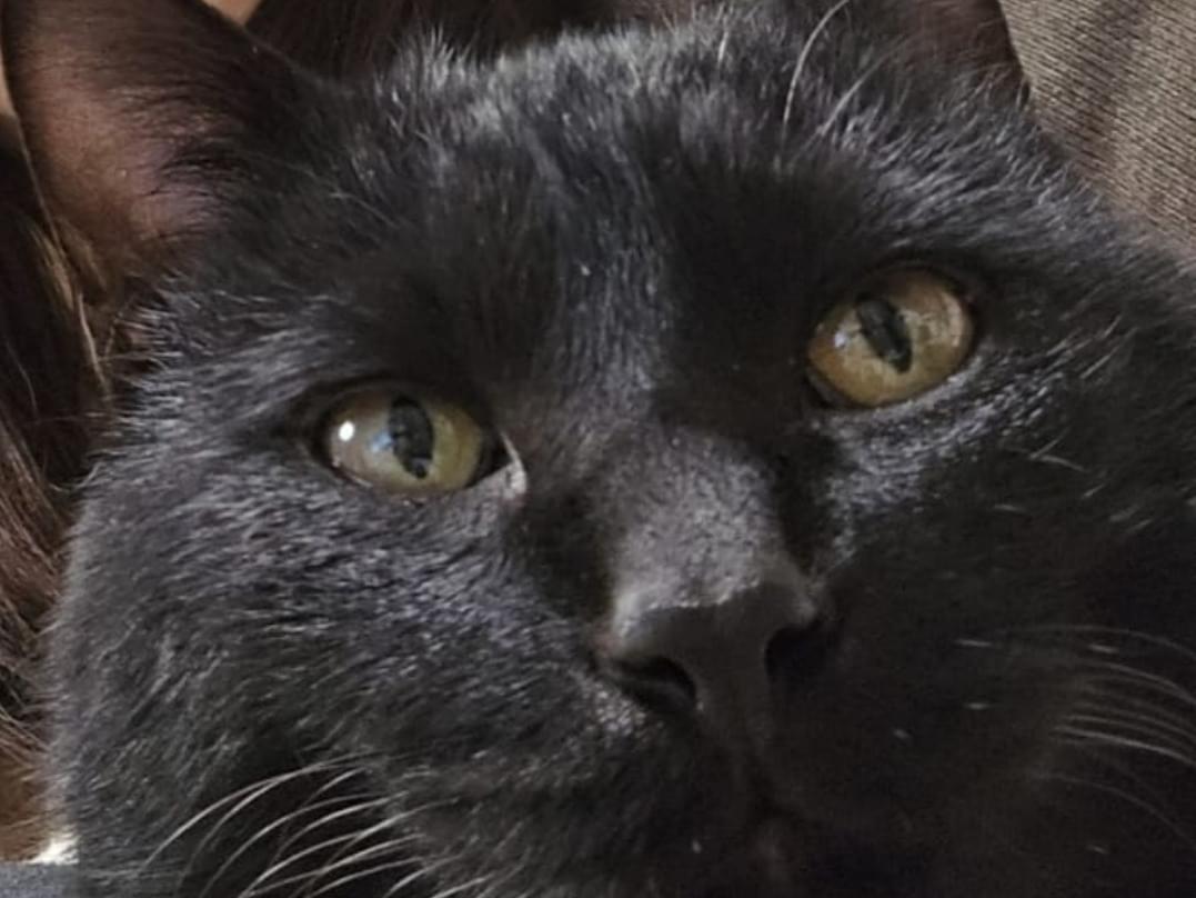 しろうちゃん しろうちゃん