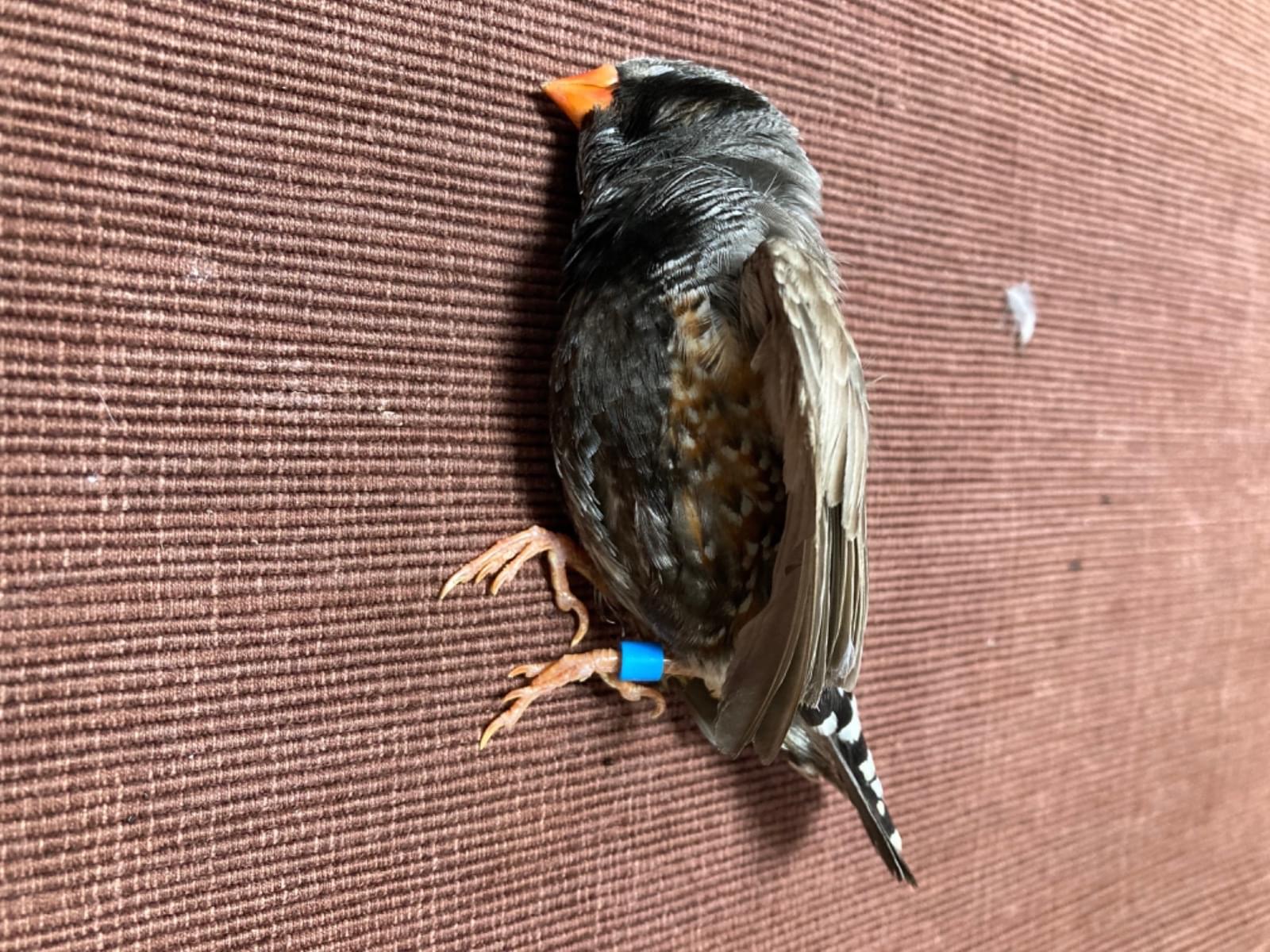 保護された鳥 保護された鳥