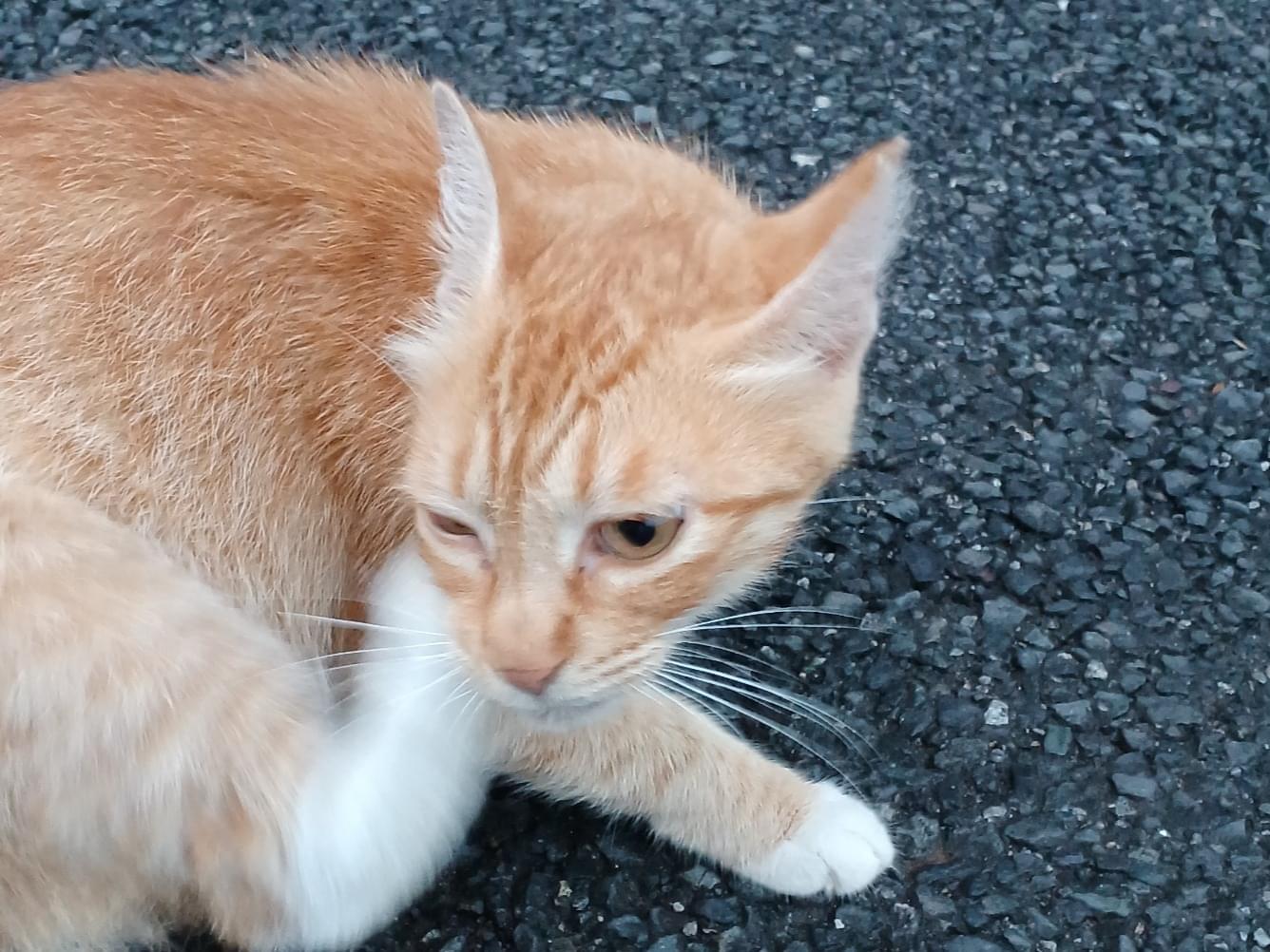 目撃された猫 目撃された猫