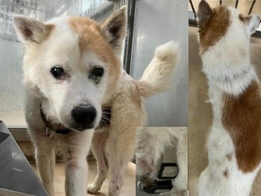 保護された犬