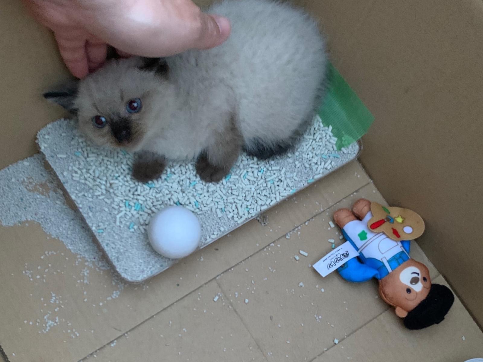 保護された猫 保護された猫