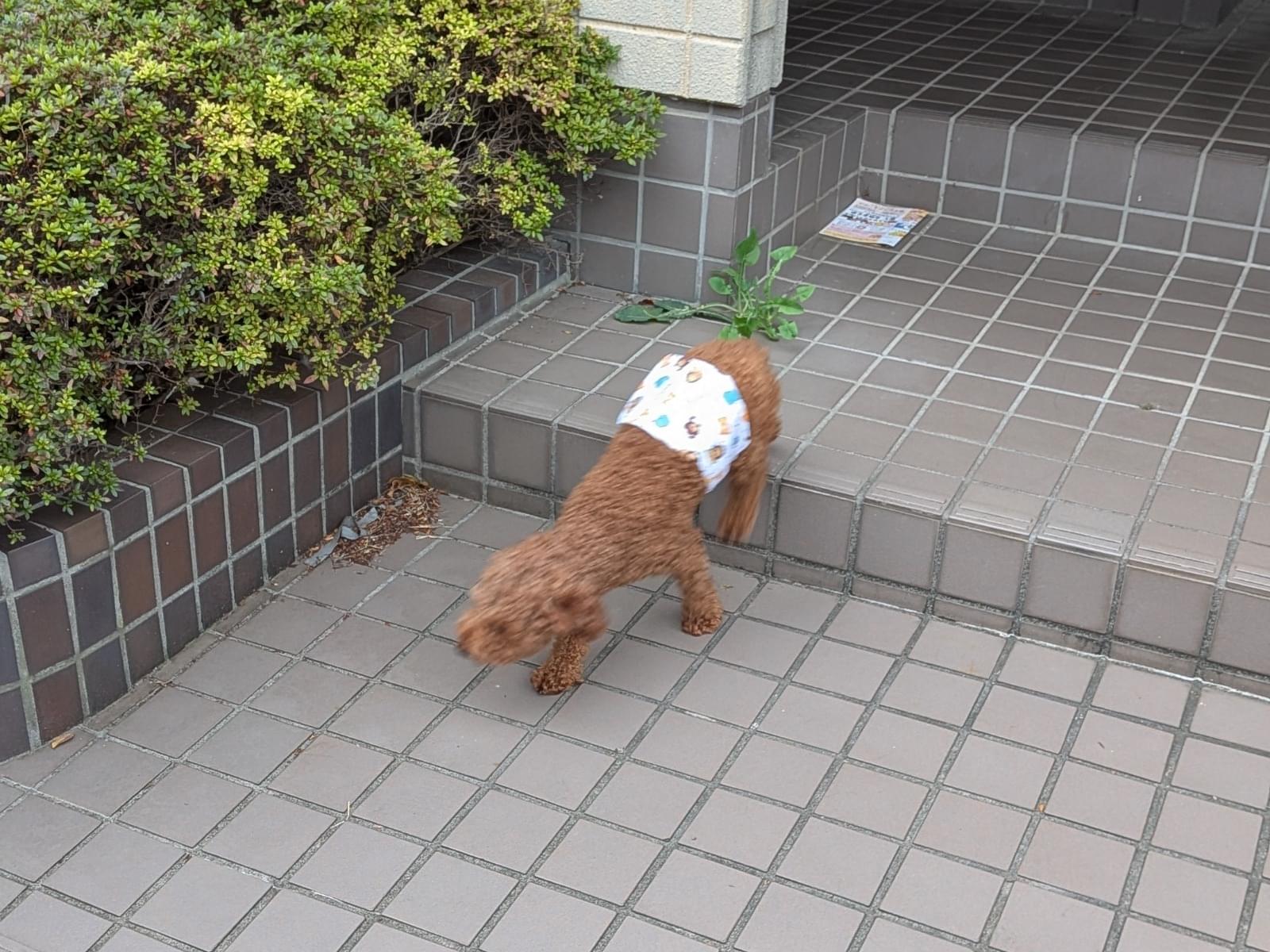 目撃された犬