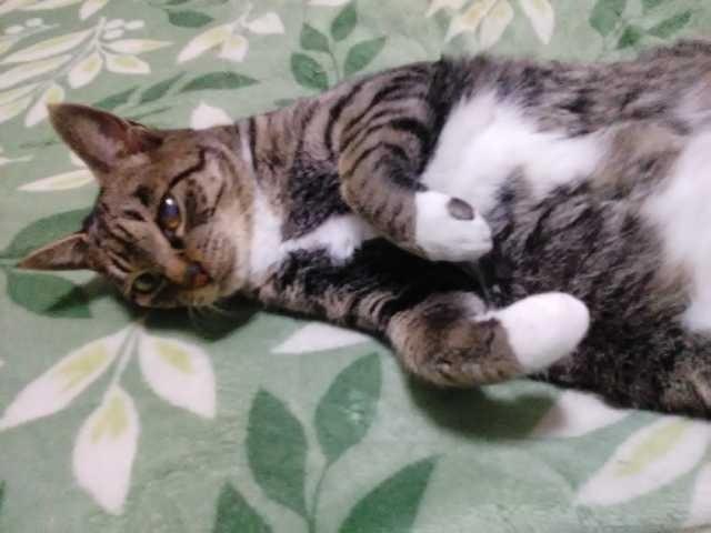 リリーちゃん リリーちゃん