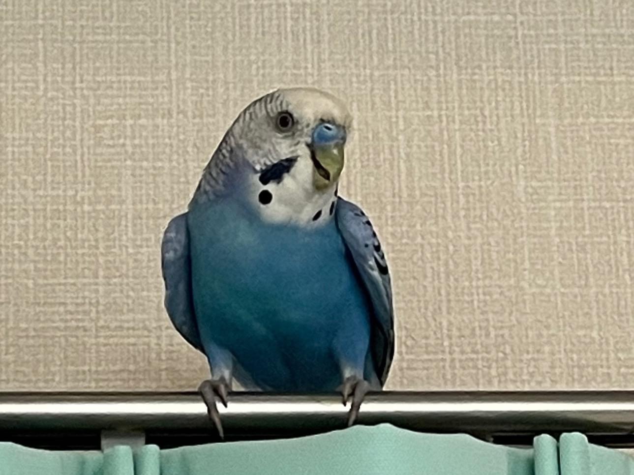 保護された鳥 保護された鳥