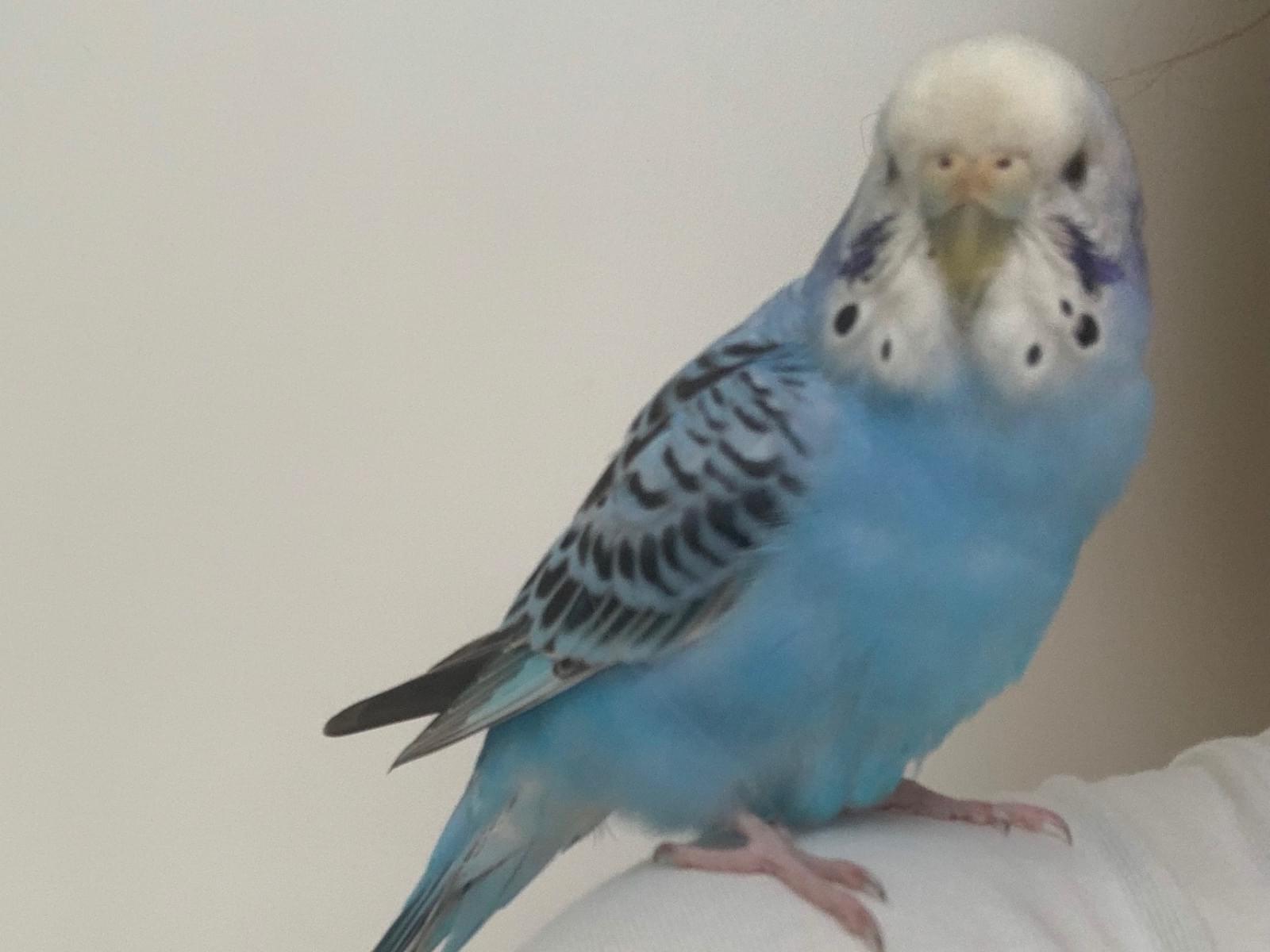 保護された鳥 保護された鳥