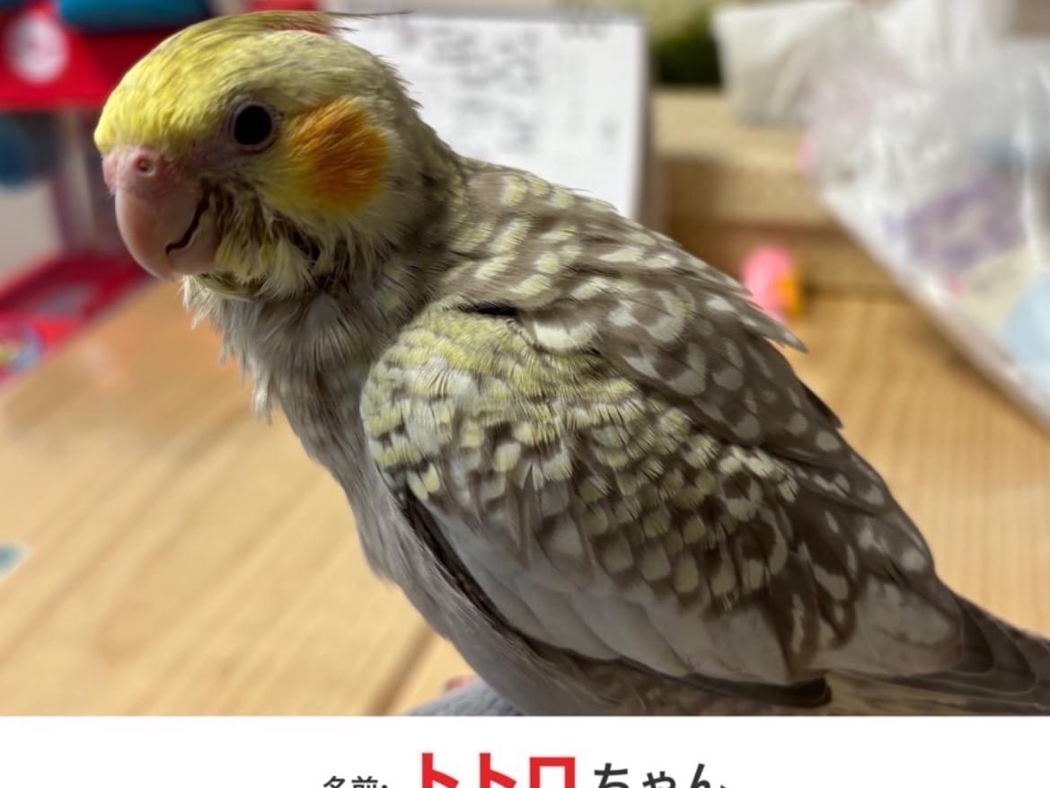 トトロちゃん トトロちゃん