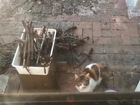 目撃された猫 目撃された猫