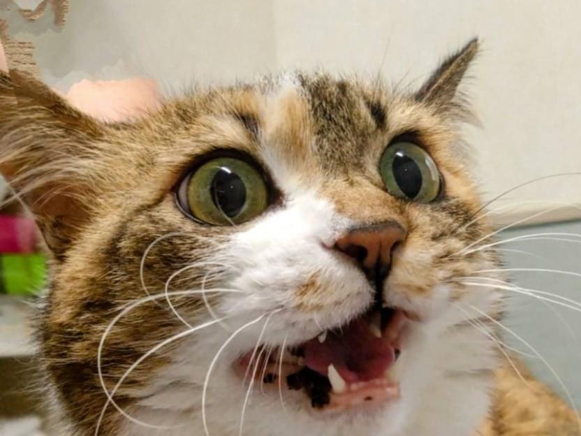 保護された猫 保護された猫