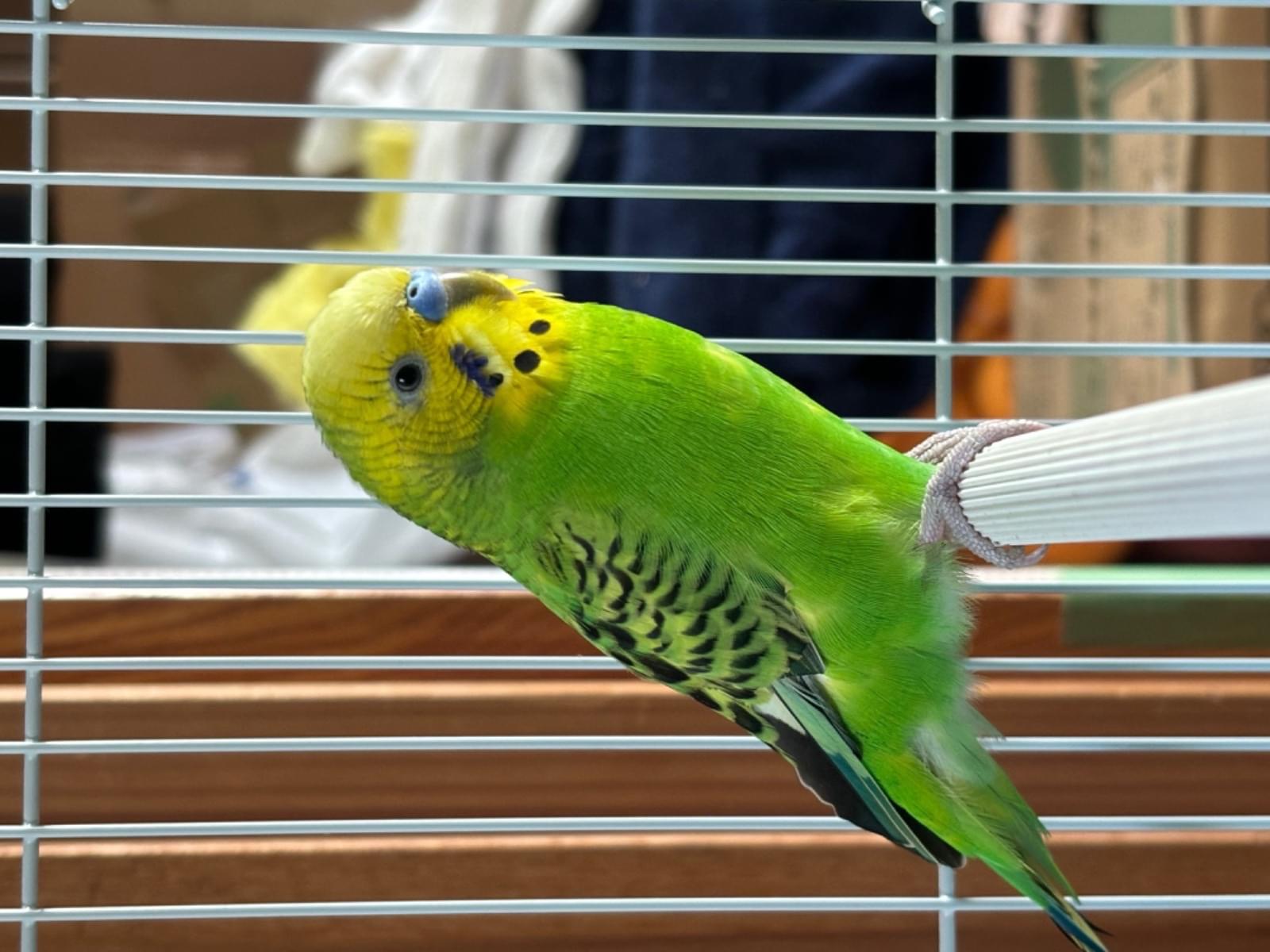 保護された鳥 保護された鳥