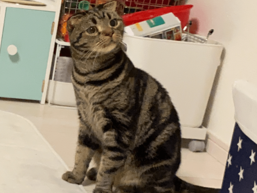 トラちゃん トラちゃん