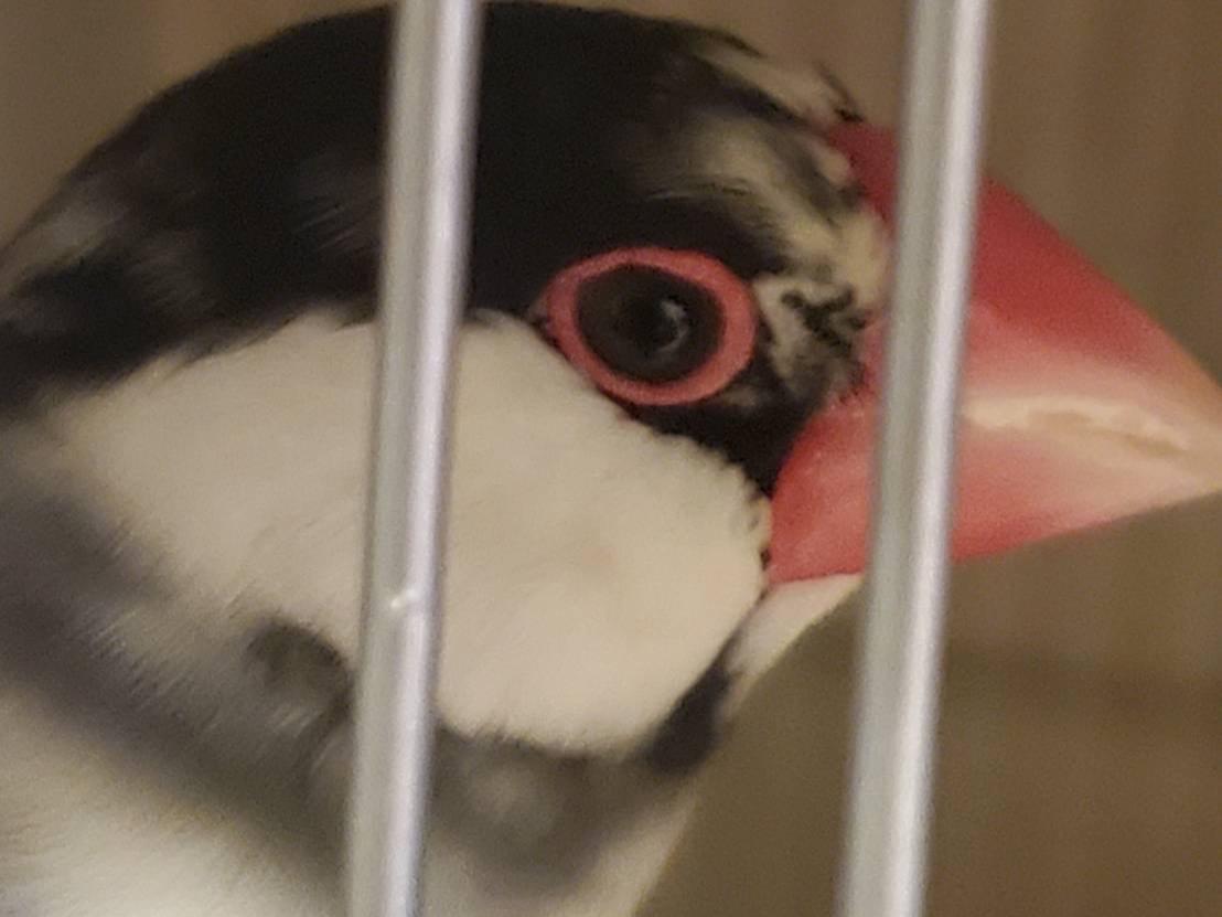 保護された鳥 保護された鳥
