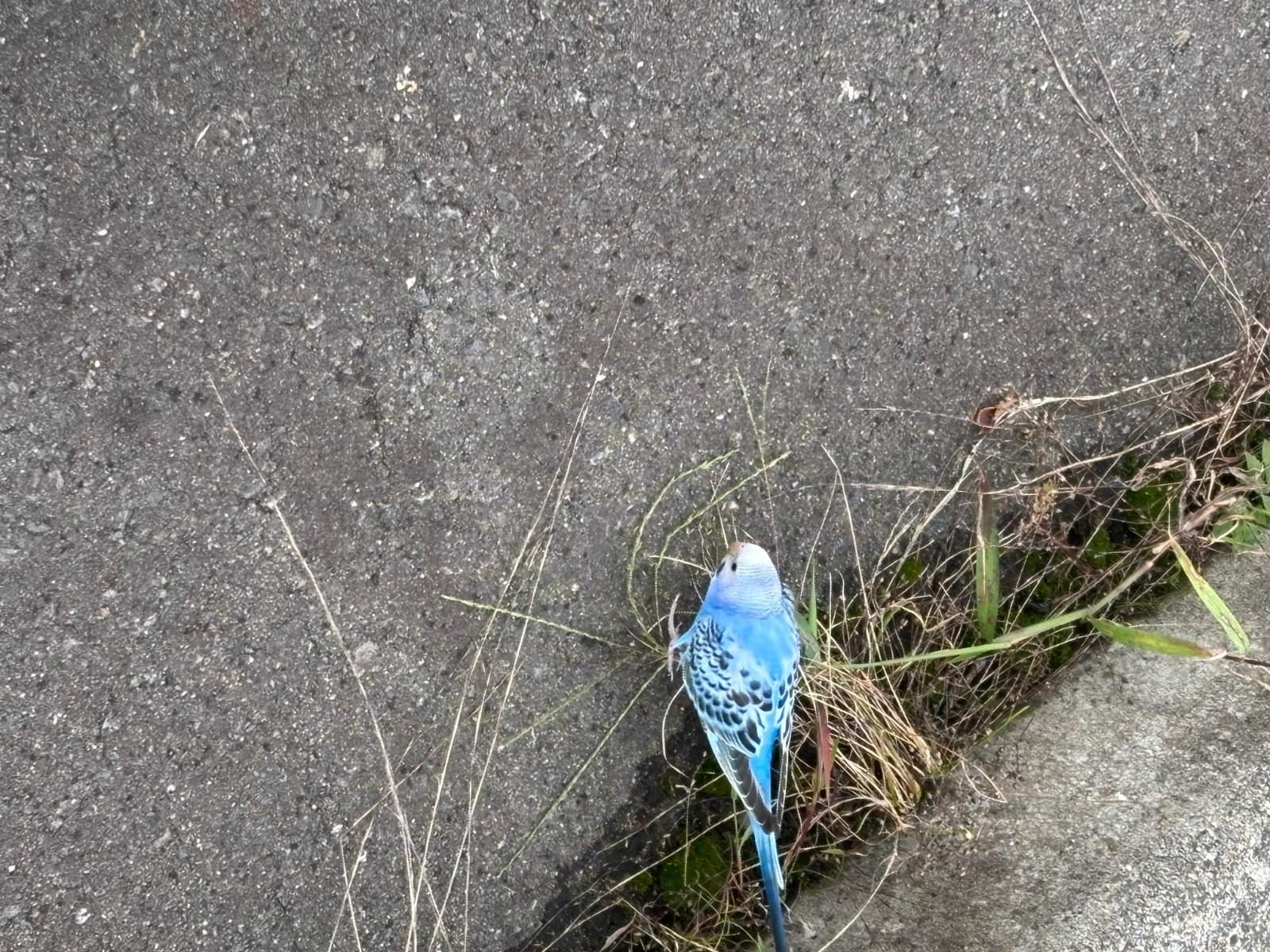 目撃された鳥 目撃された鳥