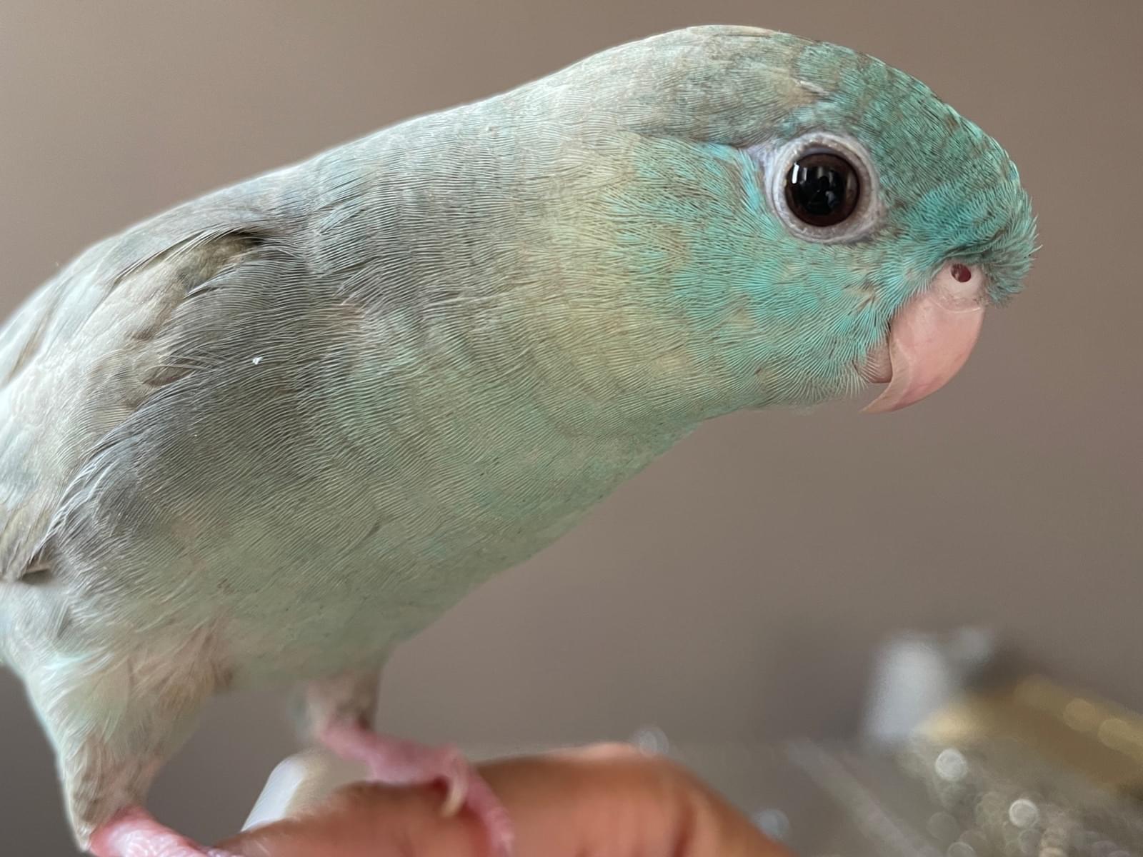 あおちゃん あおちゃん