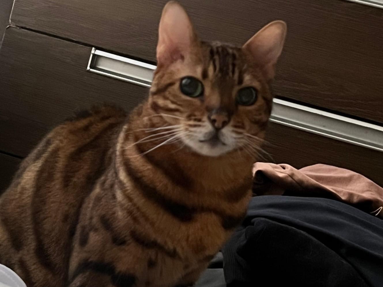 ももちゃん ももちゃん