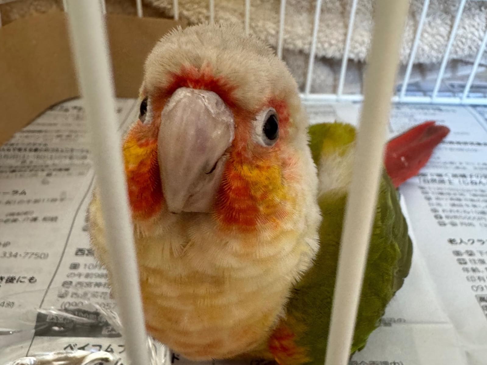 保護された鳥 保護された鳥
