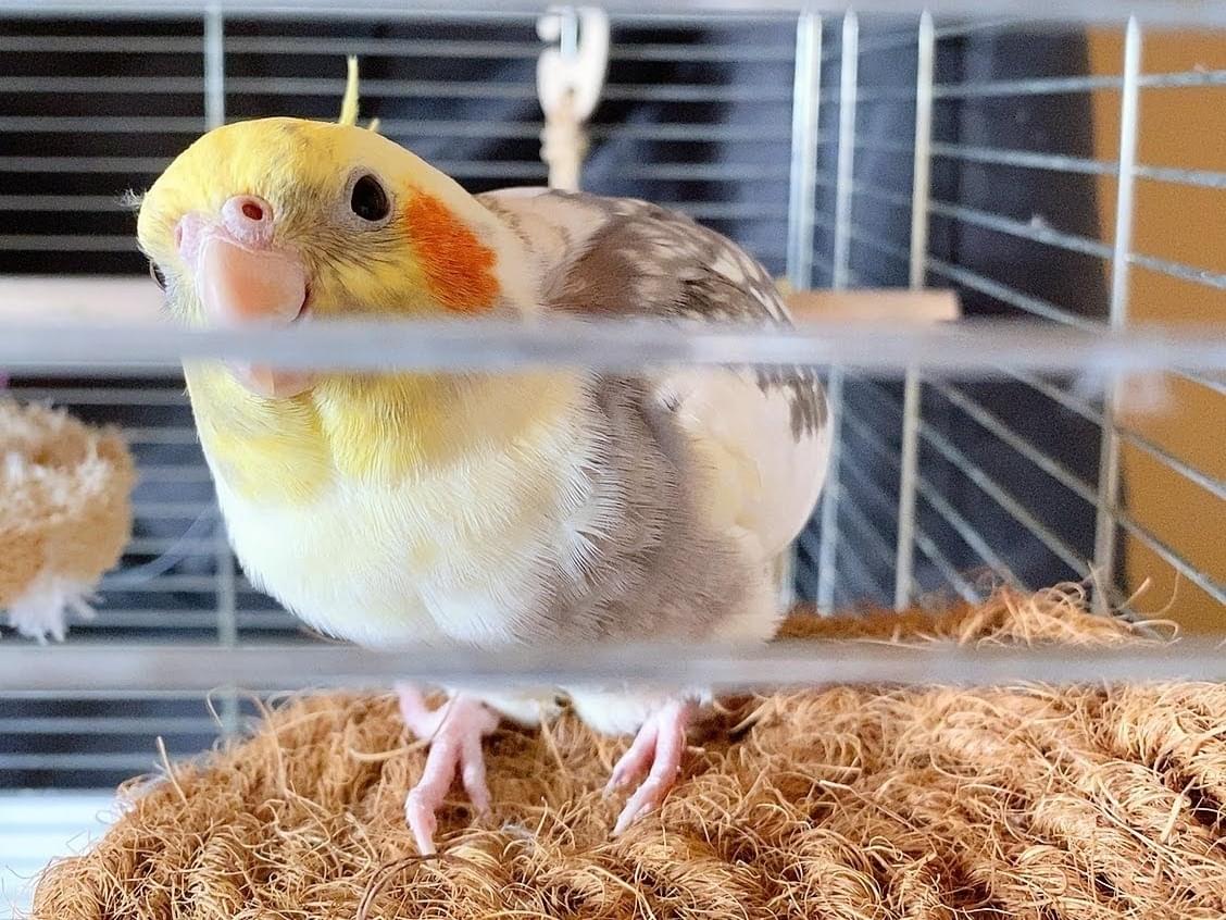 ぴーちゃん ぴーちゃん