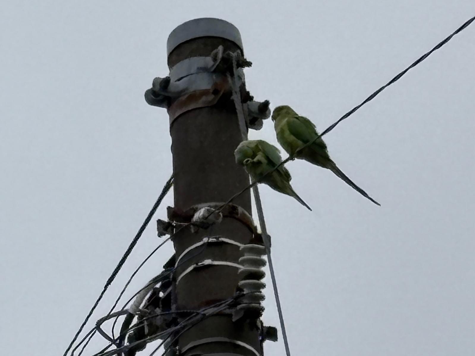 目撃された鳥 目撃された鳥