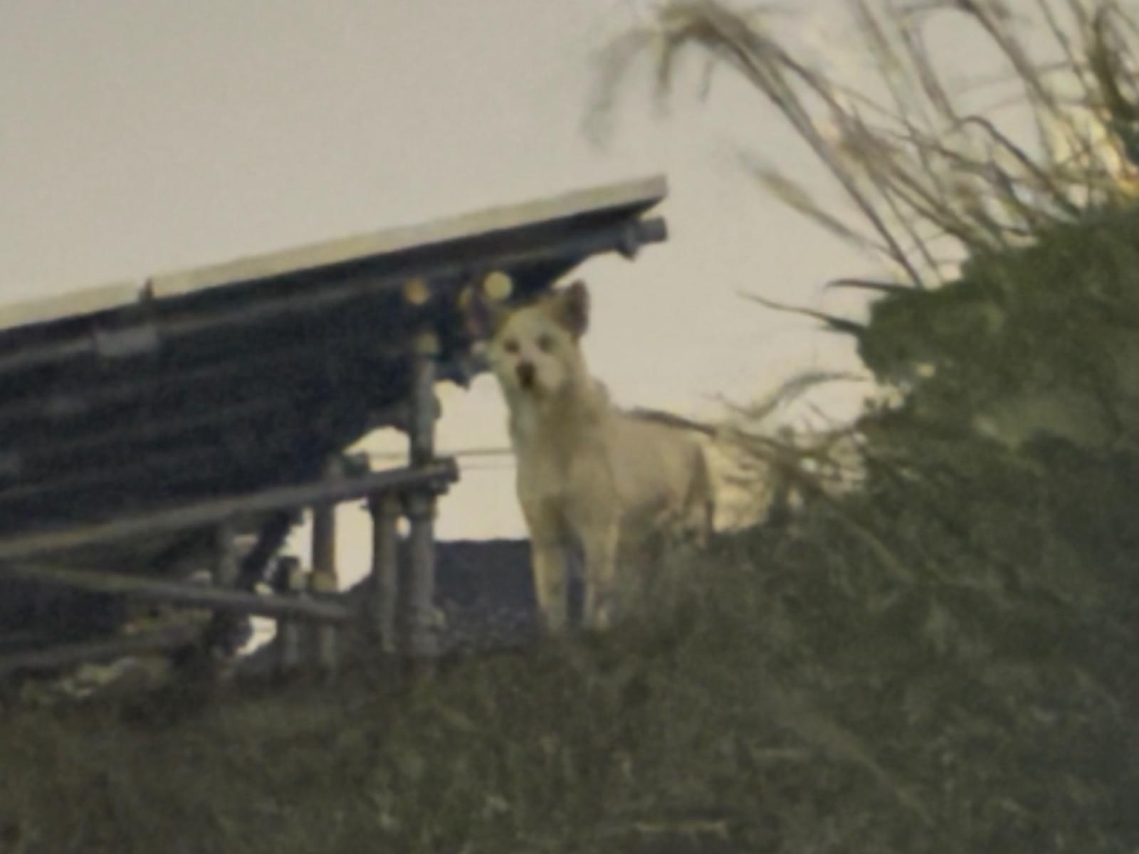目撃された犬 目撃された犬