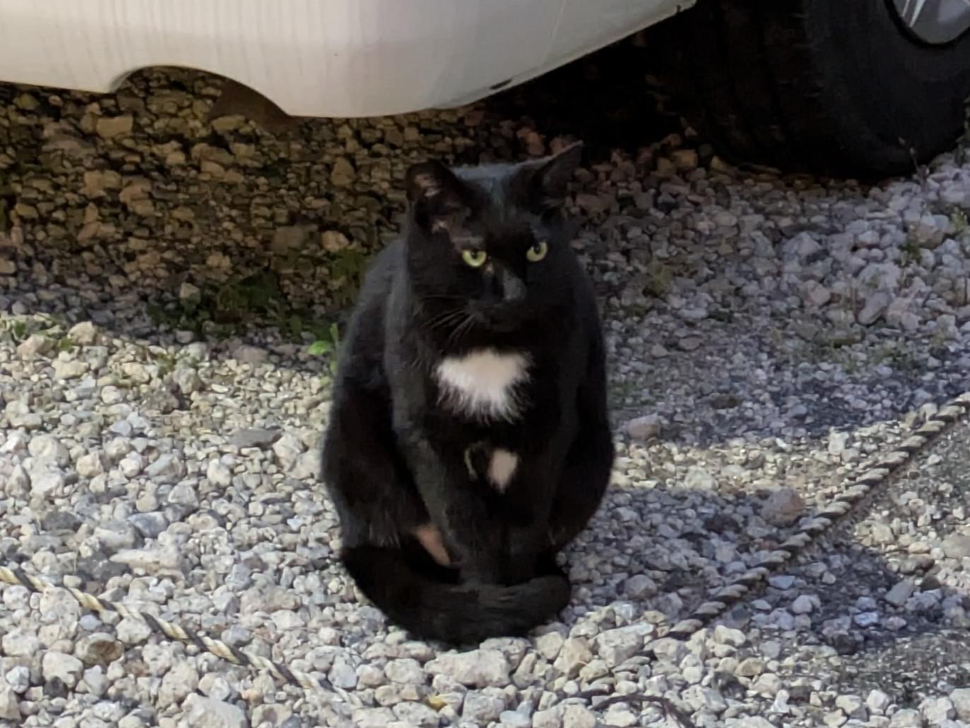 目撃された猫