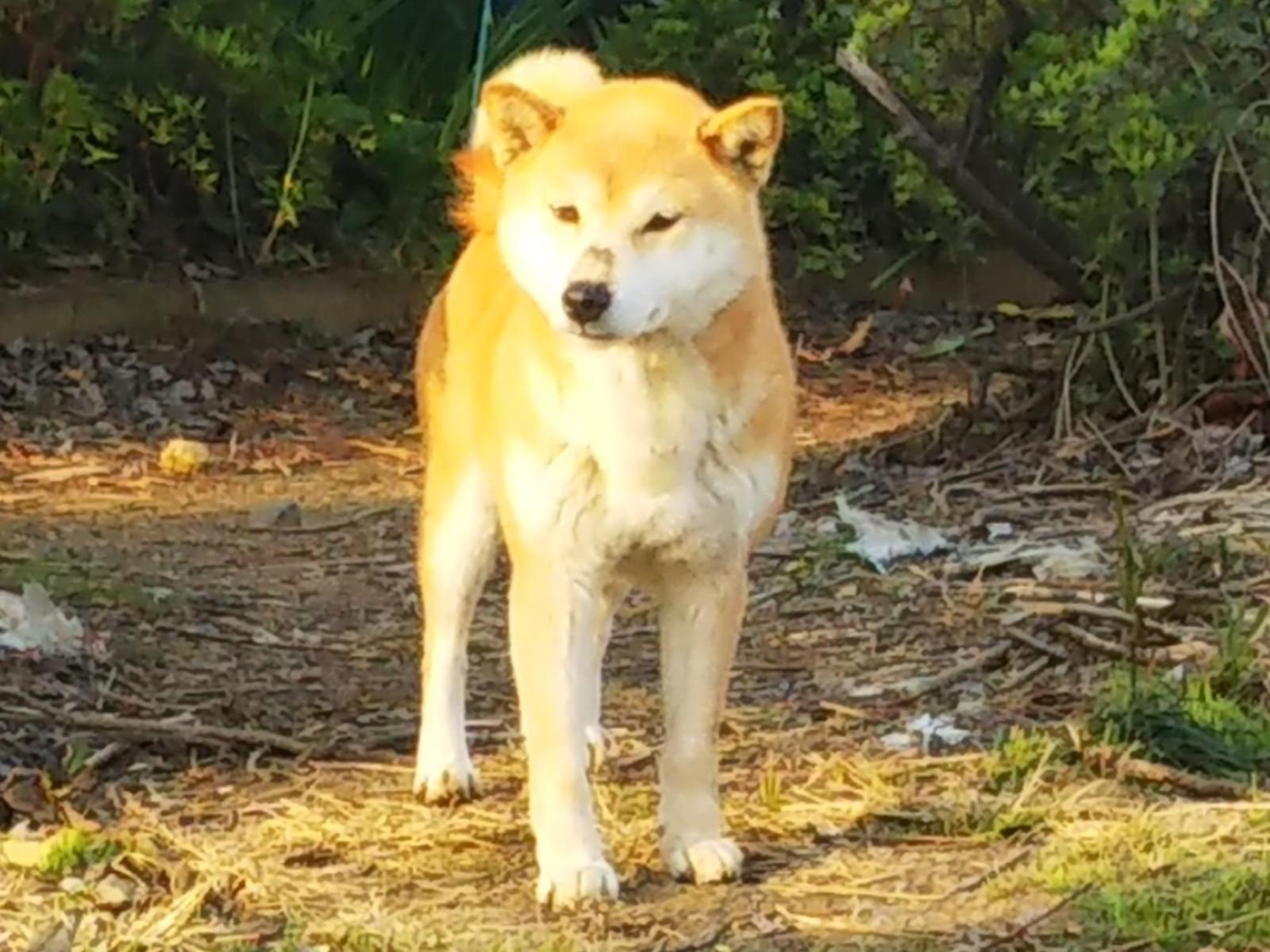 目撃された犬 目撃された犬