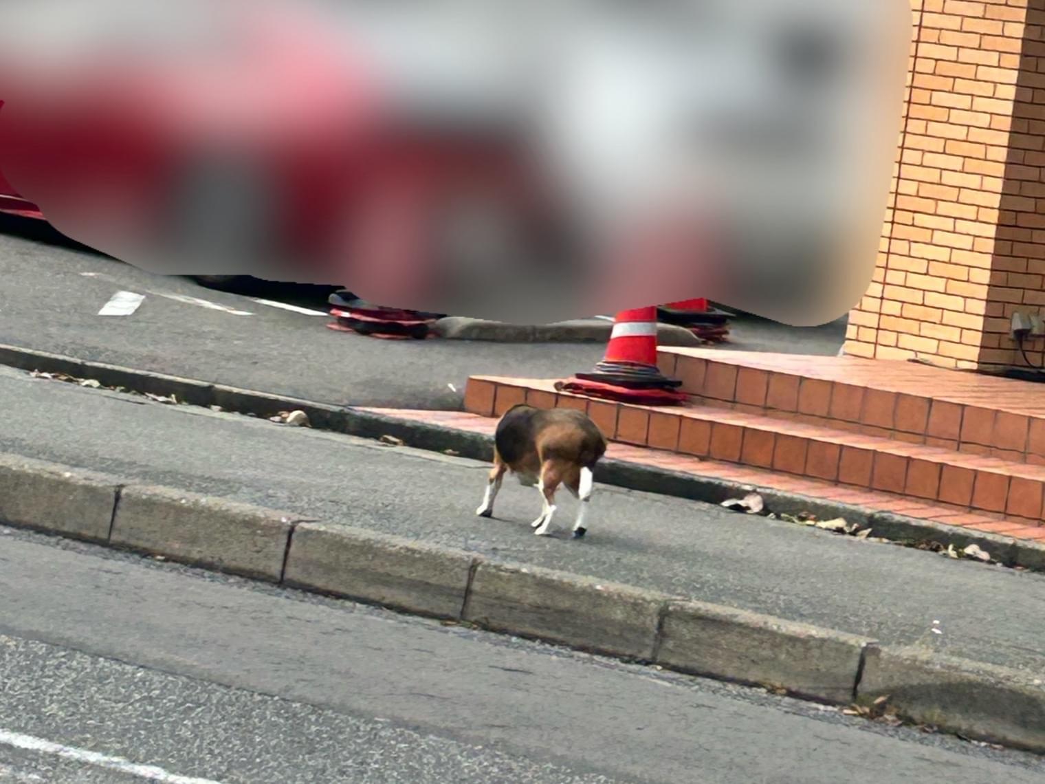 目撃された犬 目撃された犬