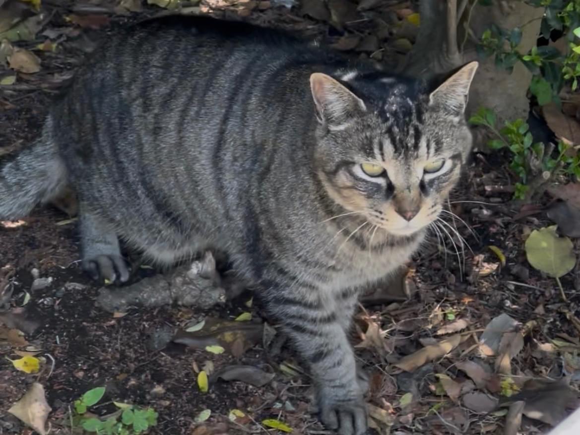 目撃された猫 目撃された猫