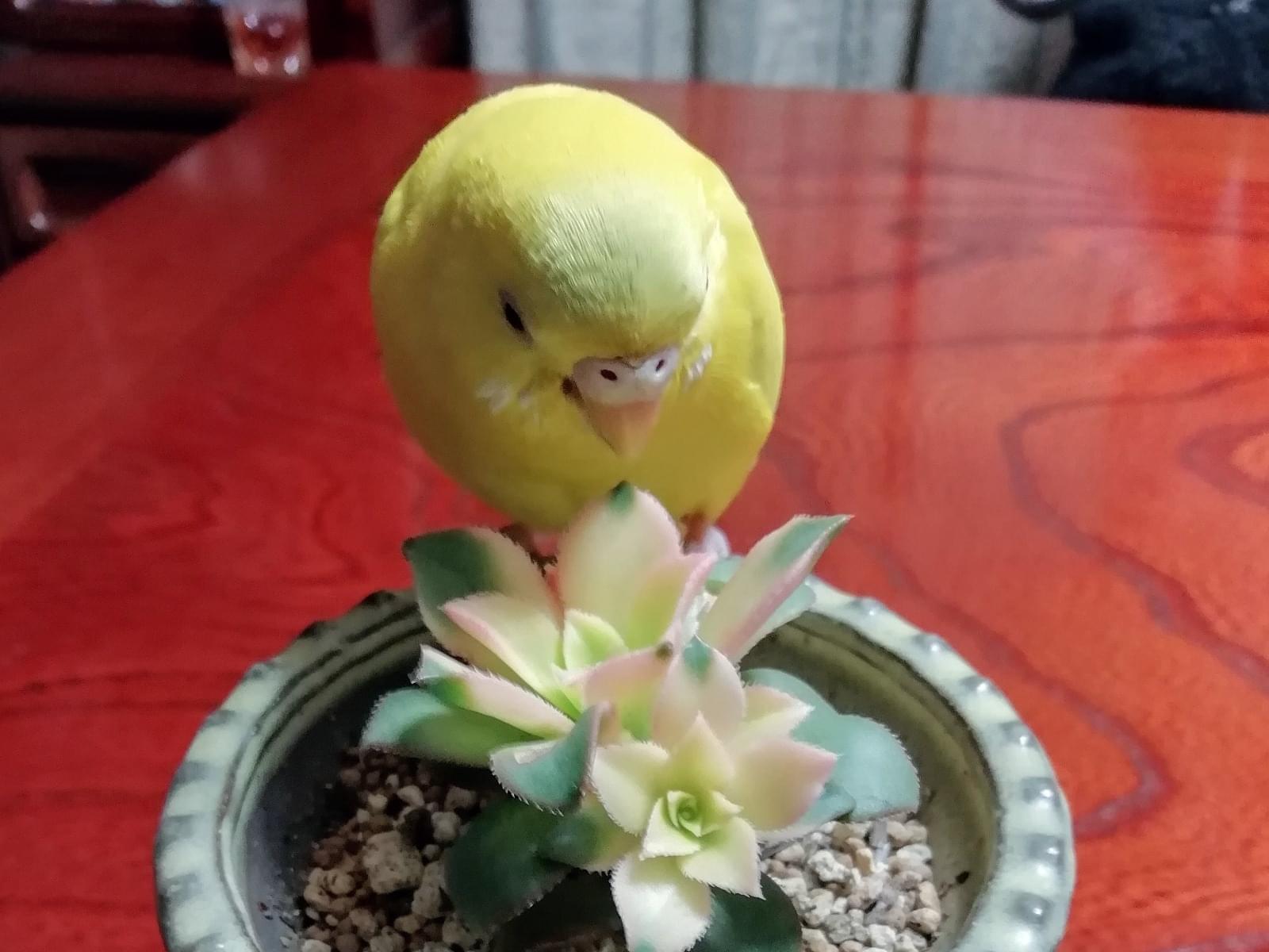 ぴぃちゃん ぴぃちゃん