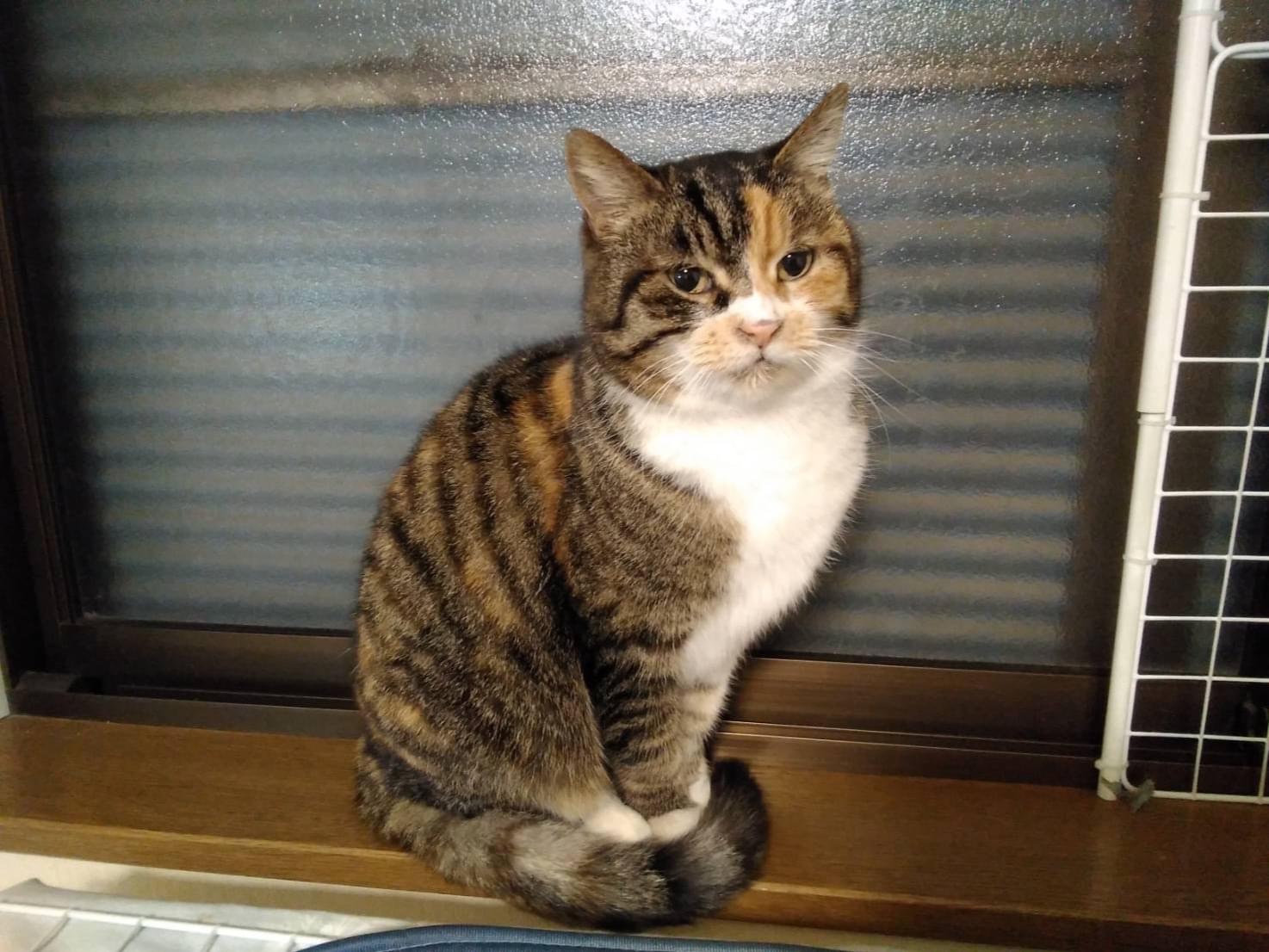 ウサちゃん ウサちゃん