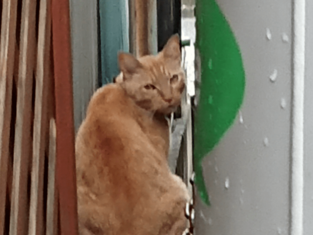 目撃された猫 目撃された猫
