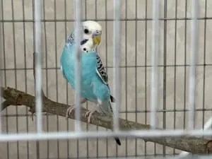 水色のセキセイインコちゃん