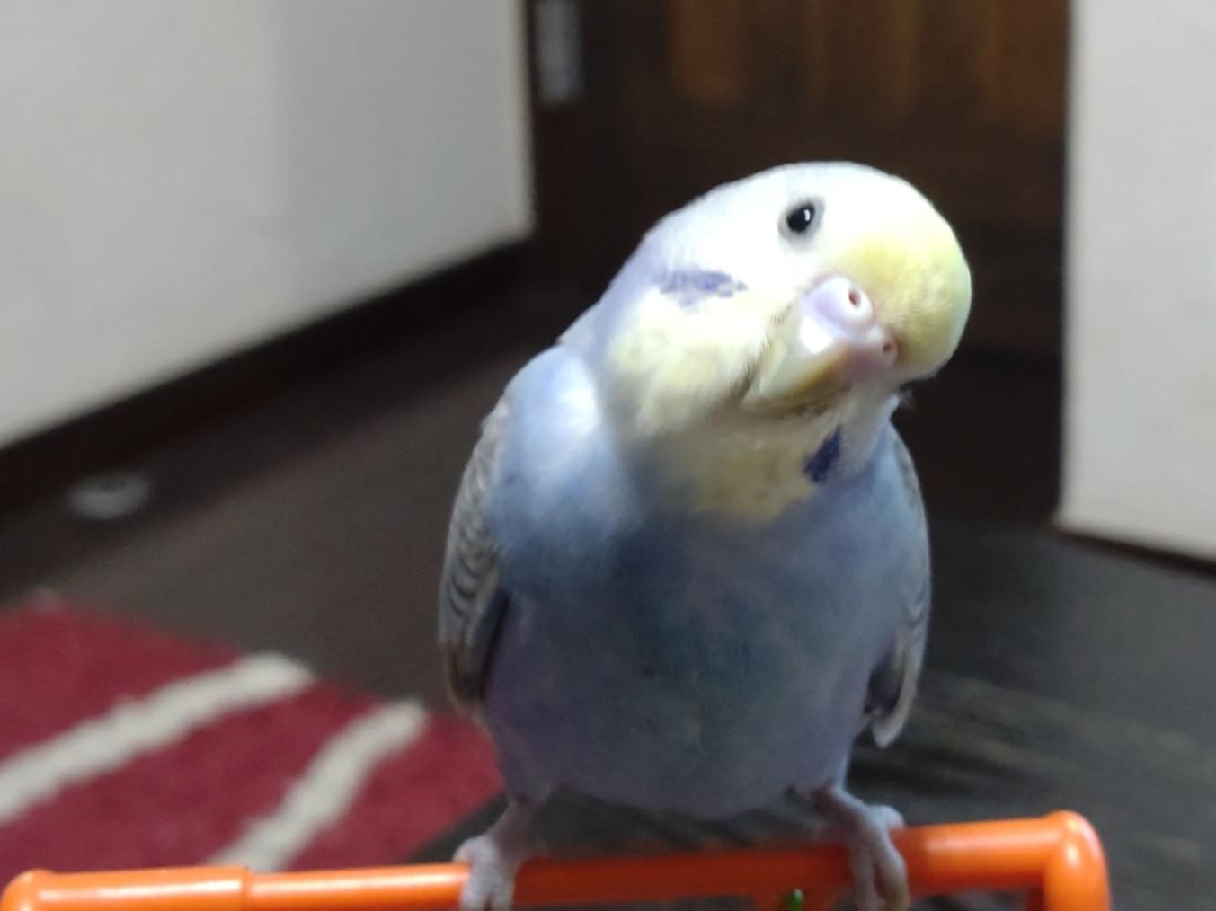 ピペちゃん ピペちゃん