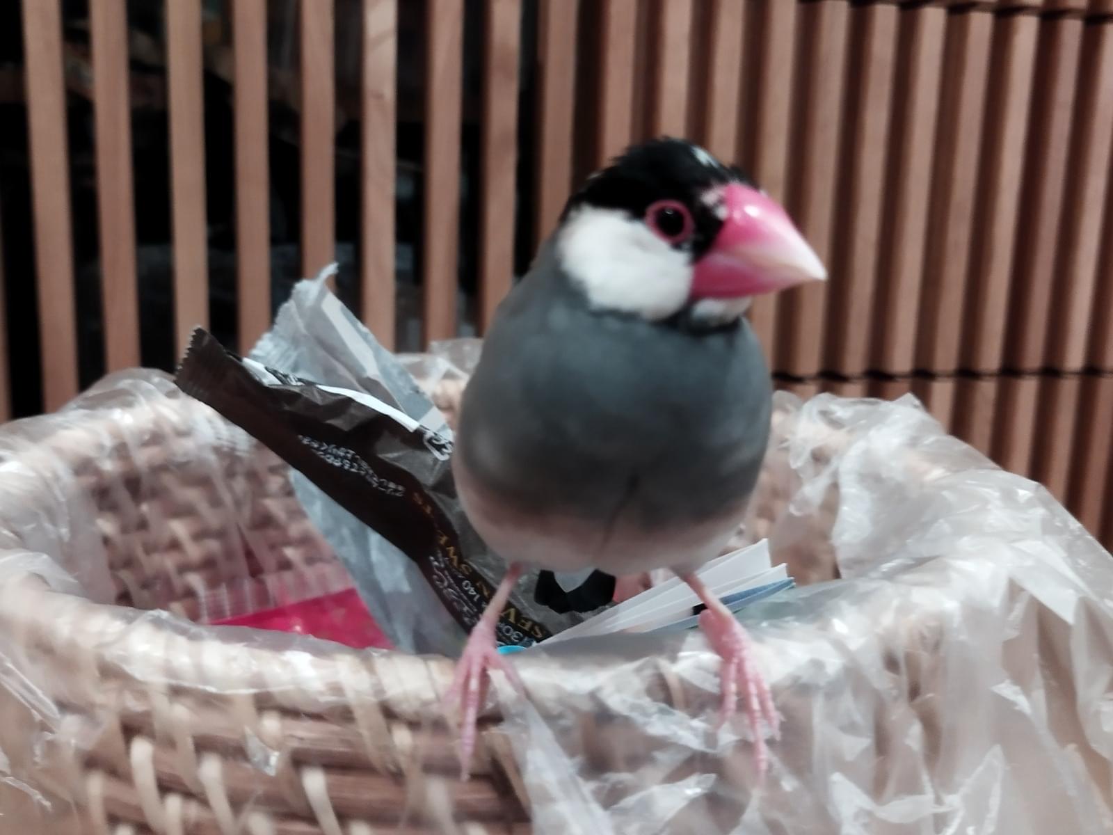 さくらちゃん さくらちゃん