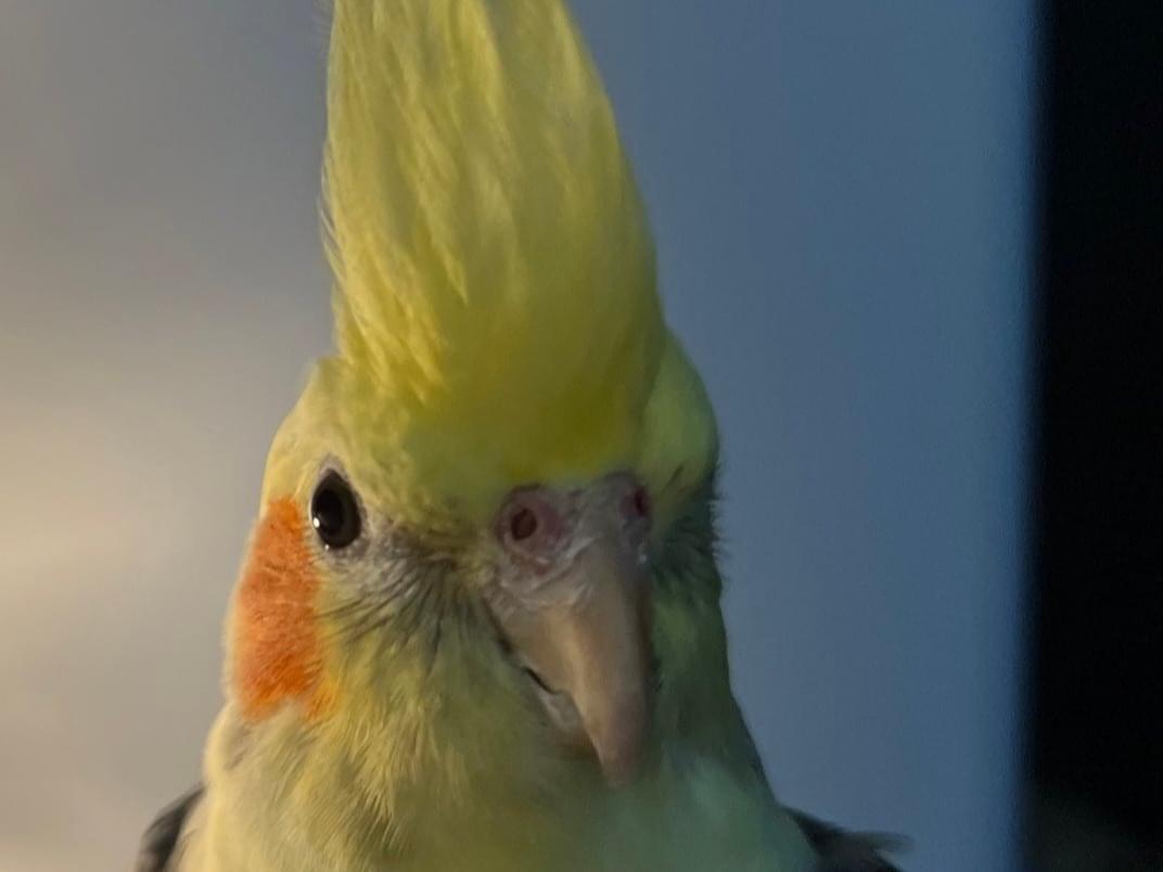 保護された鳥 保護された鳥
